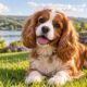 Cockalier: Everything You Need to Know About This Loving Family Dog