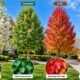 Navigator Pear Tree: Everything You Need to Know Before Planting