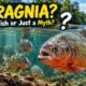 Piragnia: Why Is Everyone Curious About This Mystery Fish?